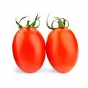 Tomate Pera